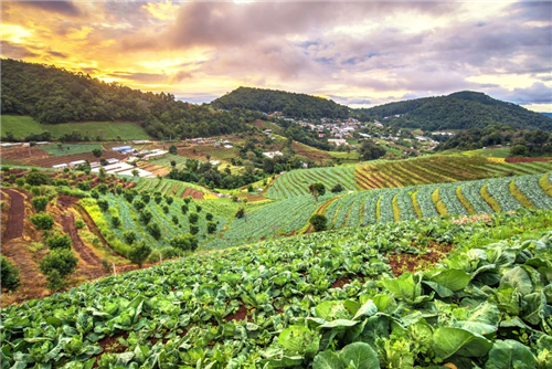 تعظيم الاستفادة من المنتجات الثانويه للنخيل