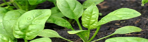 المعاشب النباتية: مراكز بحث علمي