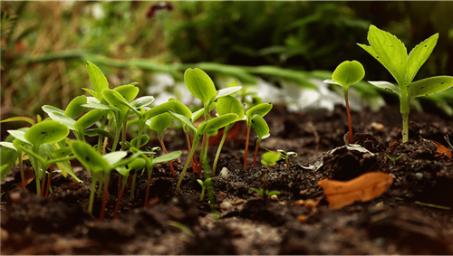 الواقع والمامول فى الزراعة المستدامة للخضر